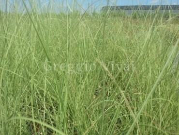 miscanthus_morning_light.jpg