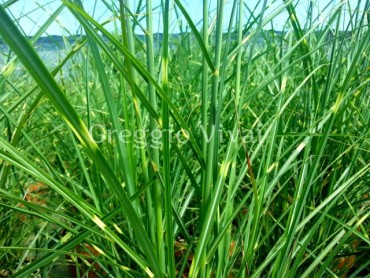 miscanthus_punktchen.jpg