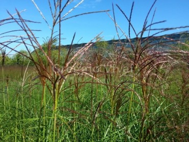 miscanthus_roter_pfeil.jpg