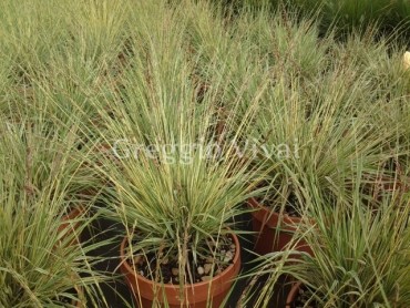 molinia_caerulea_variegata1.jpg