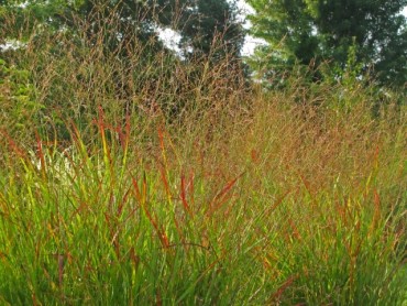 panicum_rotstrahlbusch_small.jpg