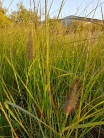 pennisetum-herbstzauber-vaso-24-autumn.jpg