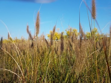 pennisetum-red-head.jpg