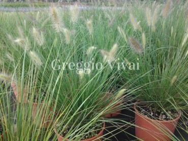 pennisetum_alopecuroides.jpg