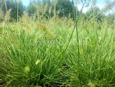 pennisetum_little_honey.jpg