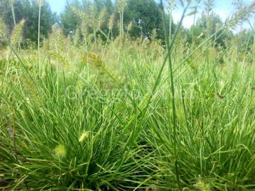 pennisetum_little_honey.jpg