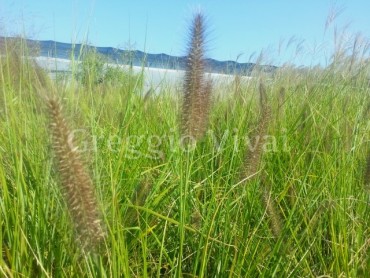 pennisetum_moudry.jpg