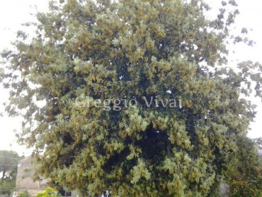 quercus_ilex_cespuglio_in_fiore.jpg