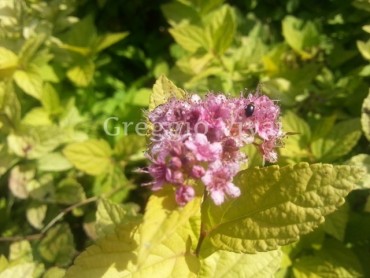 spiraea_japonica_golden_princess.jpg