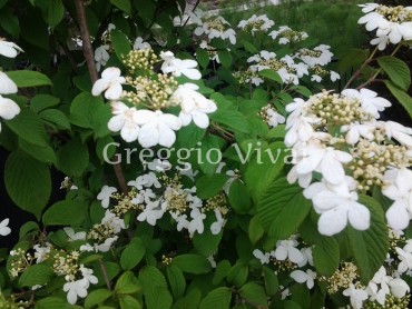 viburnum_watanabe.jpg