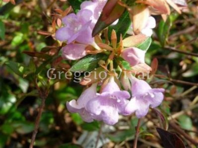 abelia_grandiflora_auderose.jpg