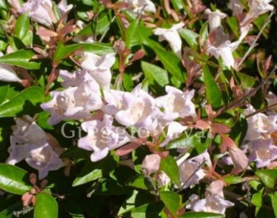 abelia_grandiflora_petite_garden.jpg