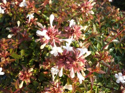 abelia_grandiflora_sherwood.jpg