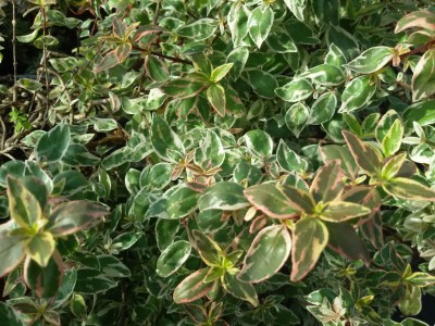 abelia_sprkling_silver_4.jpg