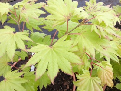 acer_aureum_2_small.jpg