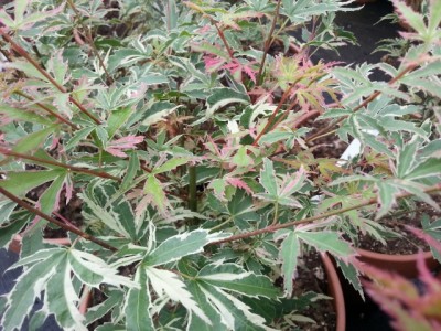 acer_palmatum_butterfly.jpg