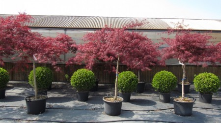 Viburnum tinus 'Lisa Rose', un arbusto generoso in inverno Viburnum tinus 'Lisa Rose', un arbusto generoso in inverno