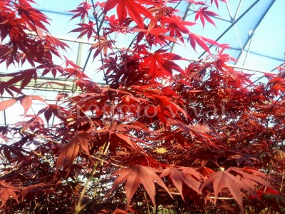 acero_palmatum_rosso.jpg