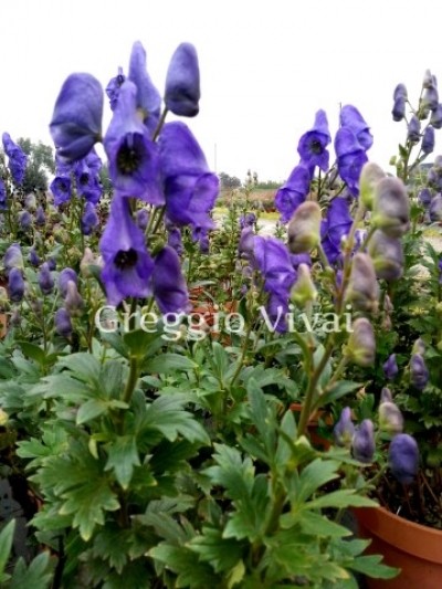 aconitum_carmicaeli.jpg