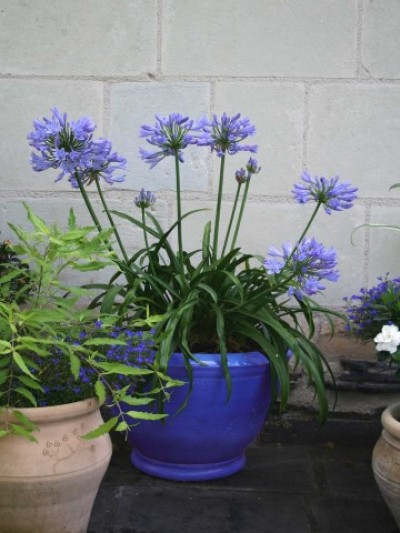 agapanthus-africanus-pitchoune-blue.jpg