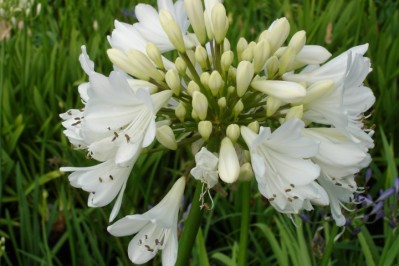 agapanthus-arctic-star.jpg