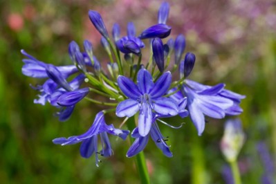 agapanthus-lapis-lazuli.jpg