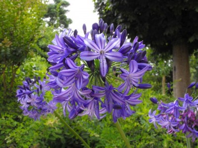 agapanthus-northern-star.jpg