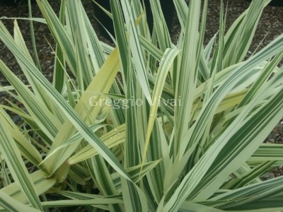 arundo_donax.jpg