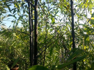 bamboo_nigra.jpg