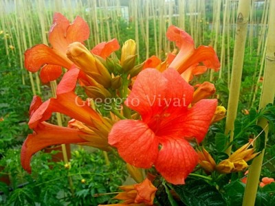 bignonia_grandiflora_arancio.jpg