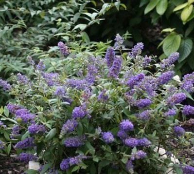 buddleia_blue_chip1.jpg