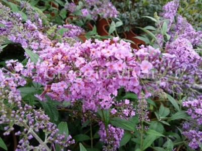 buddleja_davidii_papillon.jpg