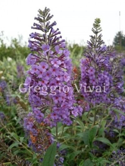 buddleja_papillon_blue.jpg