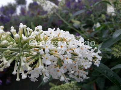 buddleja_papillon_white.jpg