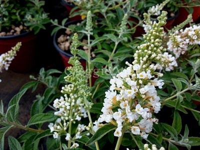 buddleja_white_chip.jpg