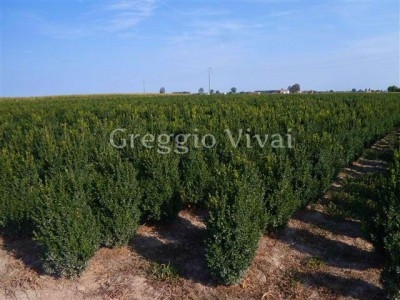 buxus_arborescens_in_zolla1.jpg