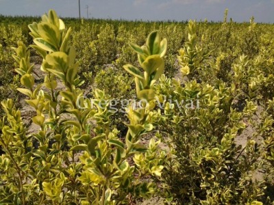 buxus_elegans_zolla.jpg