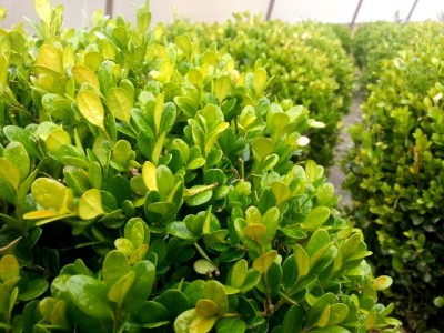 buxus_faulkner_sfera_small.jpg