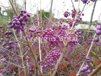 callicarpa_bodinieri_profusion.jpg