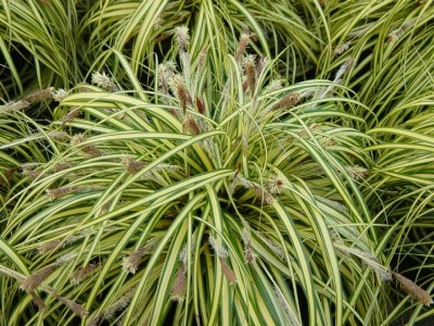 Carex oshimensis Evergold produzione piante