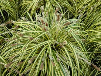 carex-oshimensis-evergold-graminacee.jpg