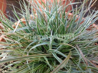 carex_snowline.jpg