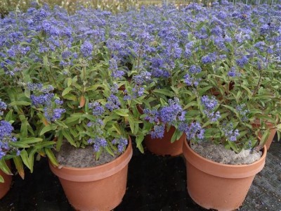 caryopteris_petit_blue_5lt.jpg