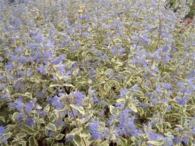 caryopteris_white_surprise_5lt.jpg