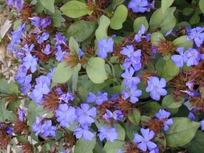 ceratostigma_plumbaginoides.jpg