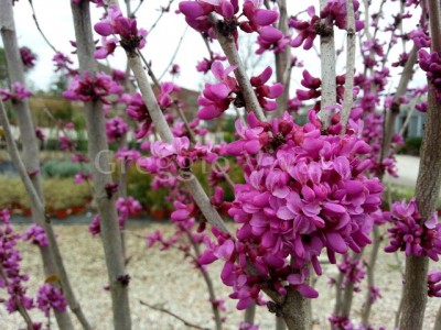 cercis_avondale_nano.jpg