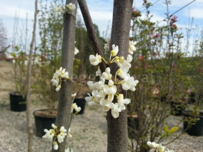 cercis_siliquastrum_alba.jpg