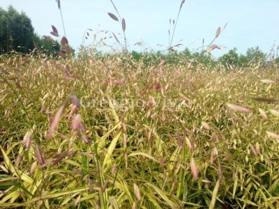 chasmanthium_river_mist_in_fiore.jpg