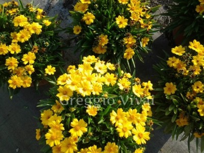 coreopsis_lanceolata_goldtaler.jpg