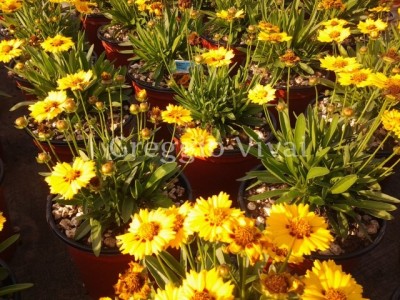 coreopsis_lanceolata_walter.jpg